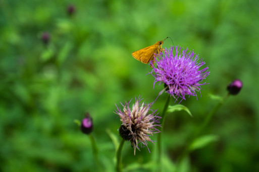 Four Ways To Enjoy Local Herbal Cuisine in Hida Furukawa