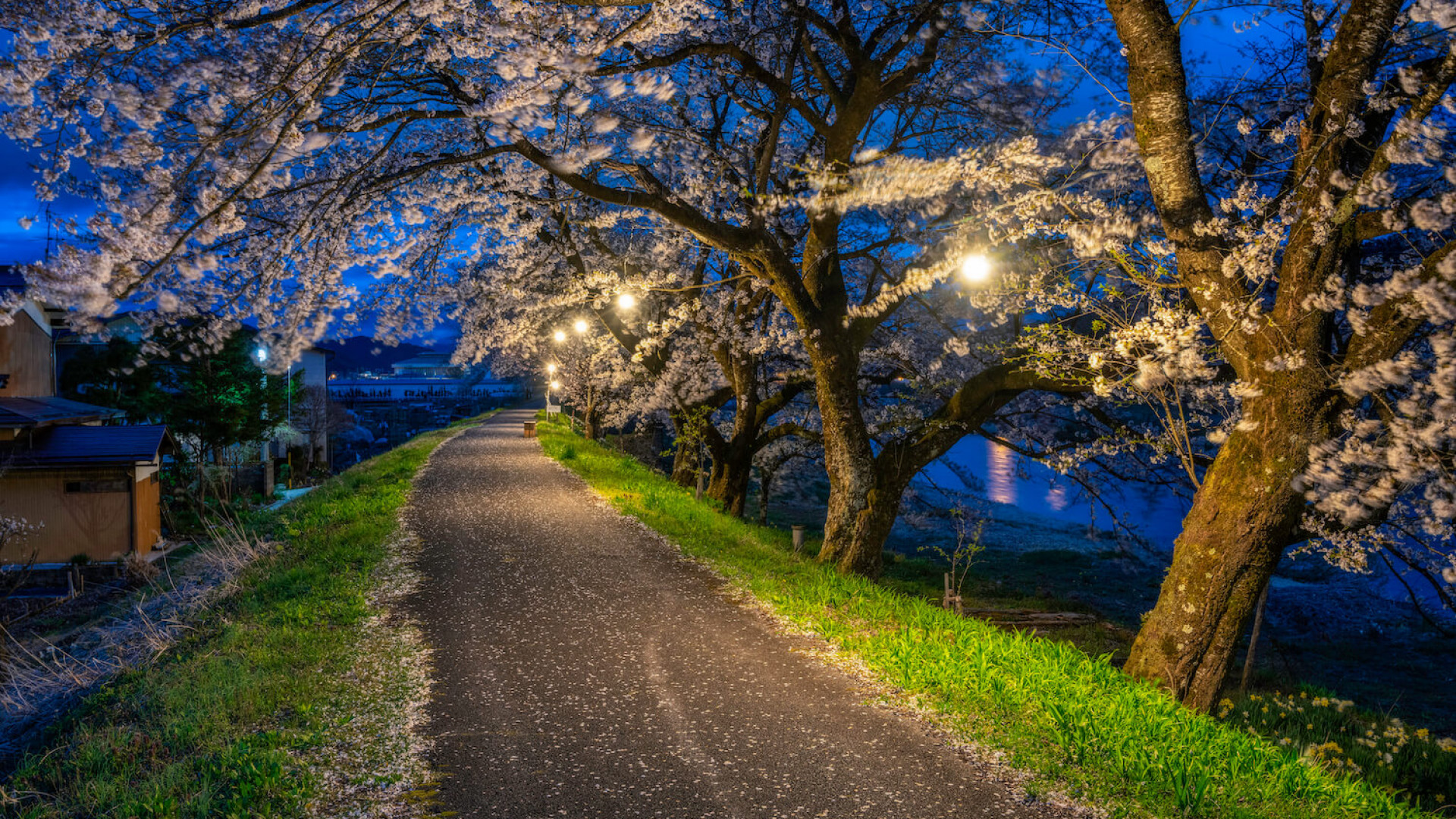 Top Cherry Blossom Locations In Hida Furukawa