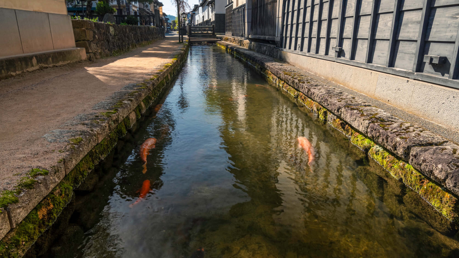 japanese-carp-in-hida-furukawa-hida-city