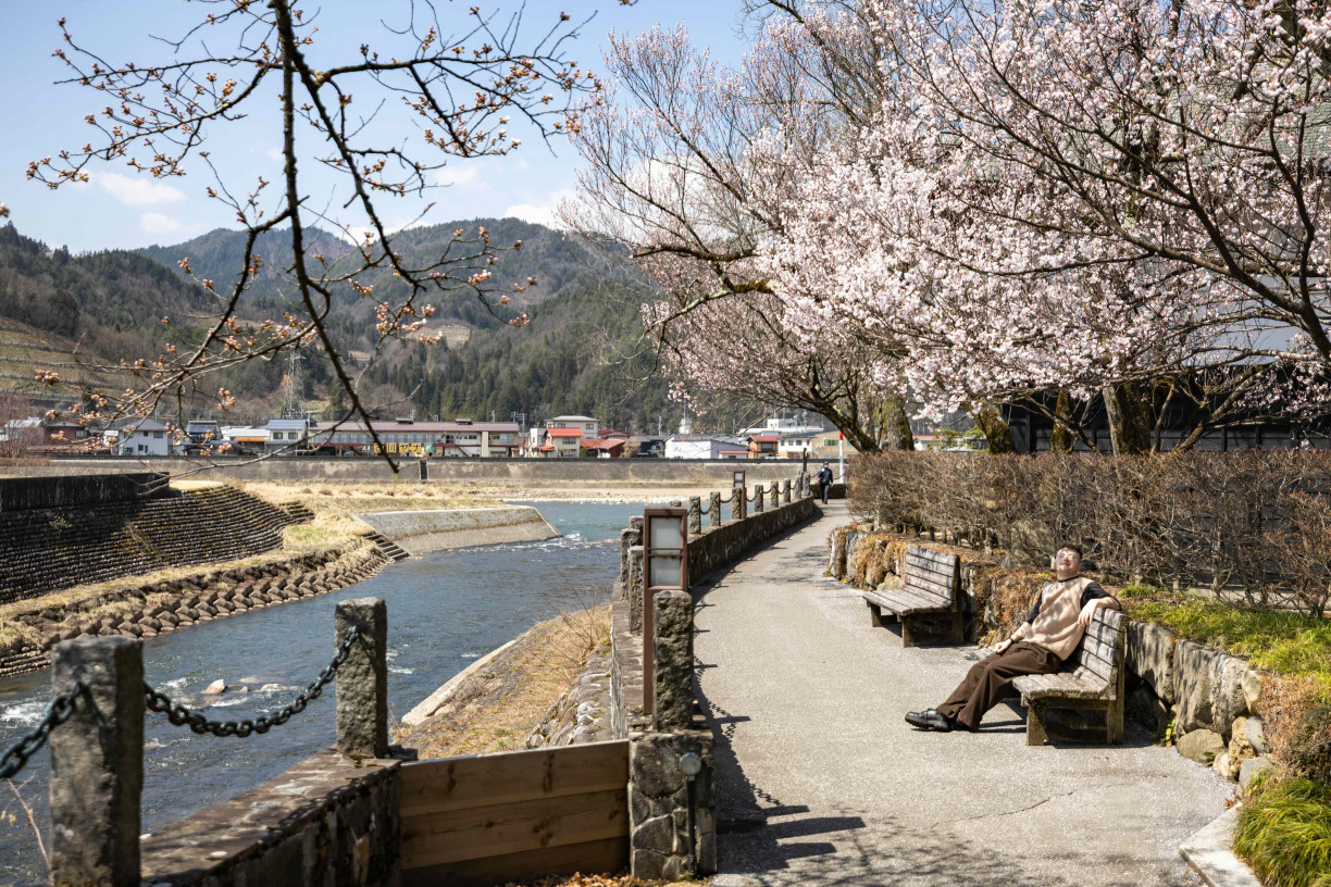 Sitting under cherry blossoms by the river in Hida-Furukawa (Fabien Recoquille)