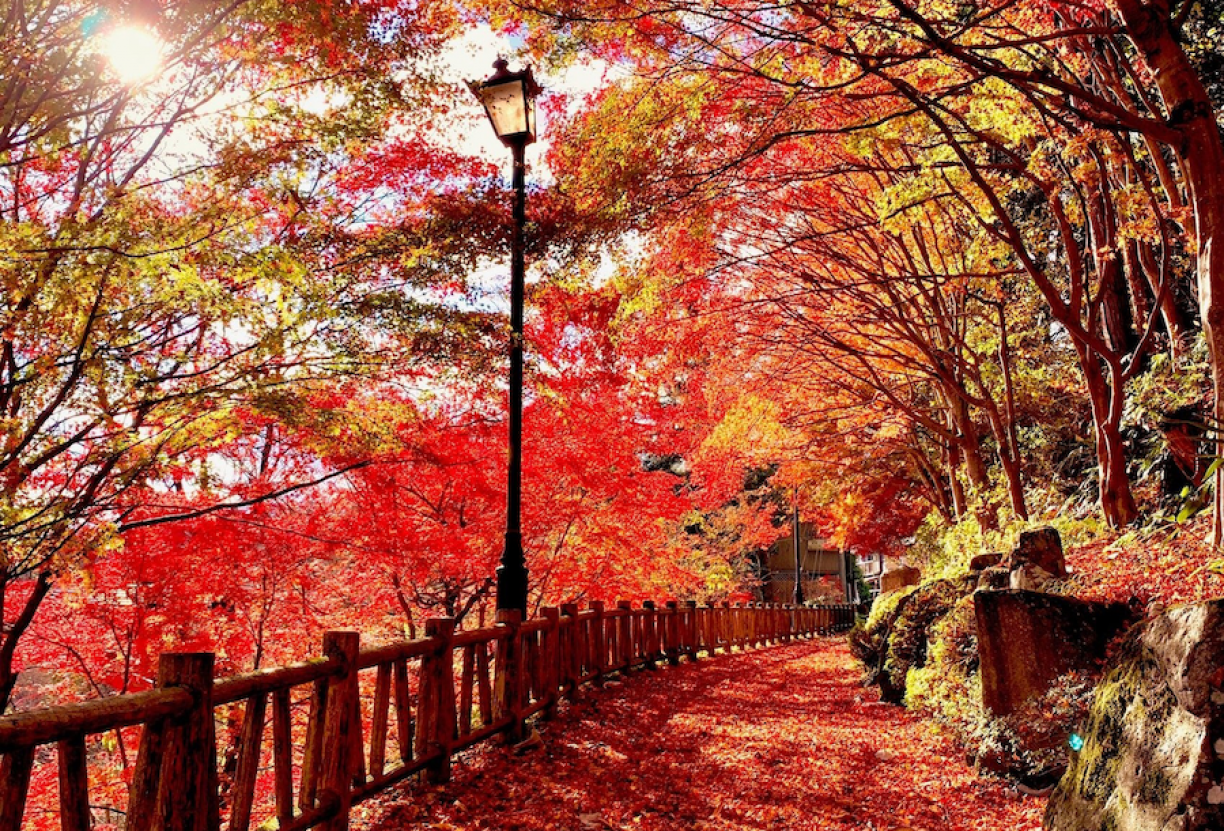 Discover an autumn oasis along the Fujinami Hatcho Footpath