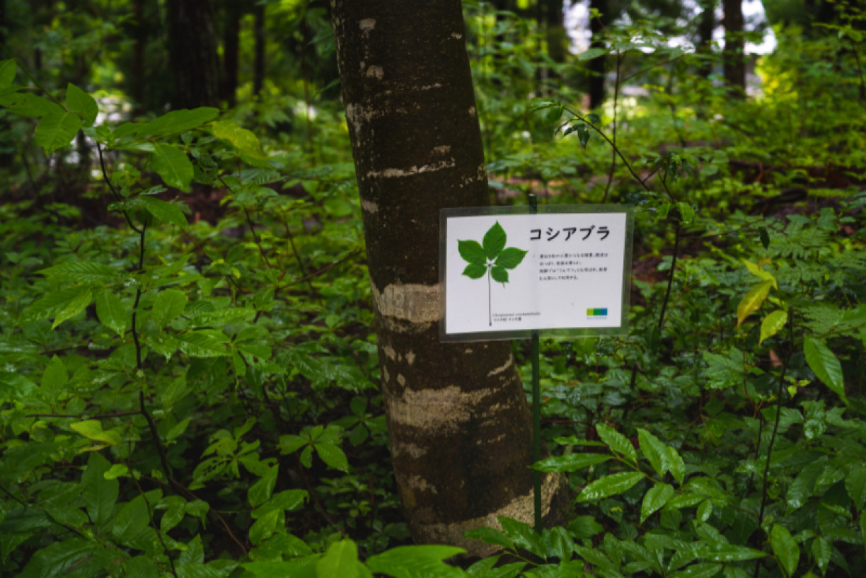 Four Ways To Enjoy Local Herbal Cuisine in Hida Furukawa