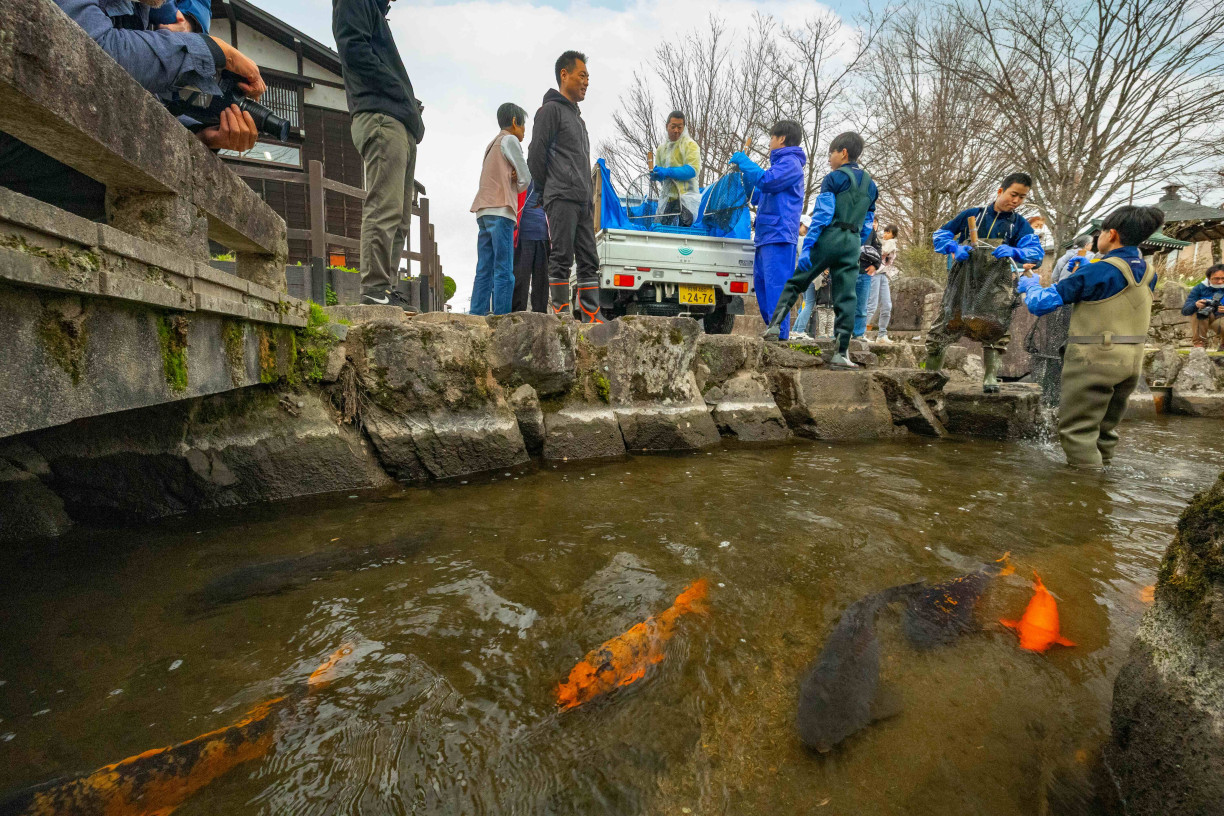 Koi swimming in the Seto Canal (Fabien Recoquille)