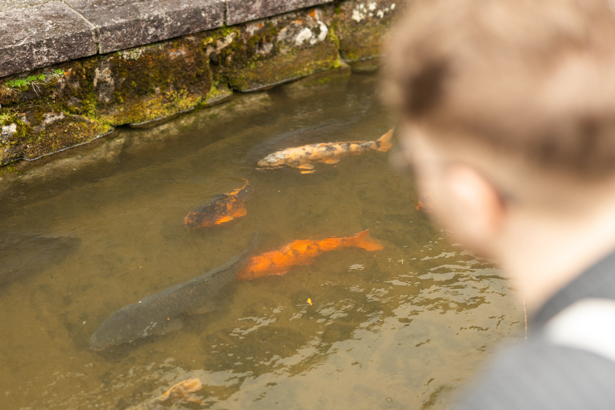 Koi carp swimming through Seto Canal (Fabien Recoquille)