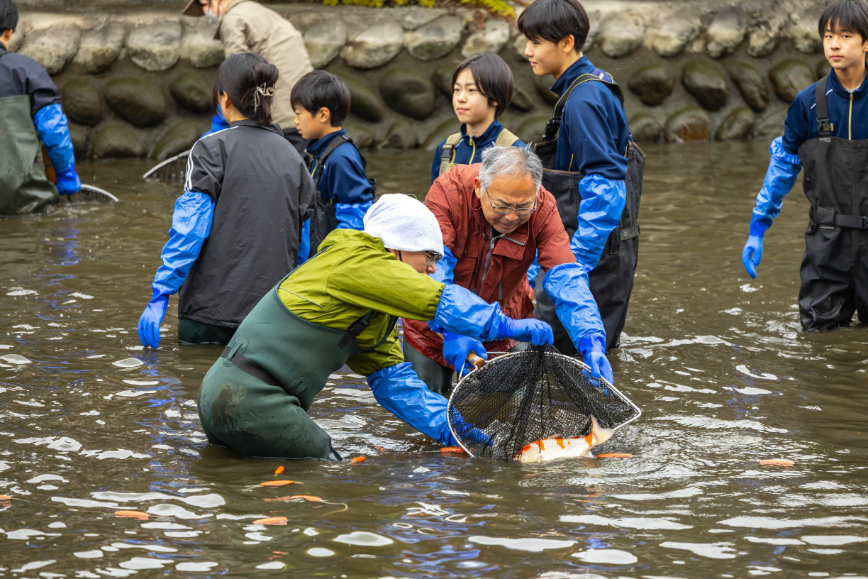 Locals working together to relocate the koi for spring (Fabien Recoquille)