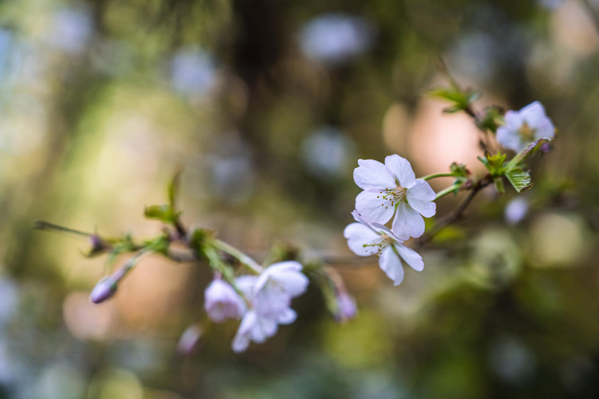 Top Cherry Blossom Locations In Hida Furukawa