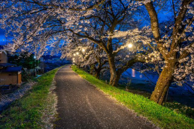 Top Cherry Blossom Locations In Hida Furukawa