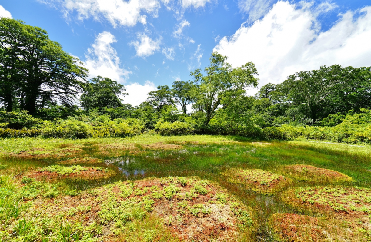 天生自然公園的濕地綠意盎然