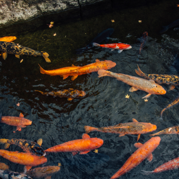 瀨戶川和鯉魚搬遷