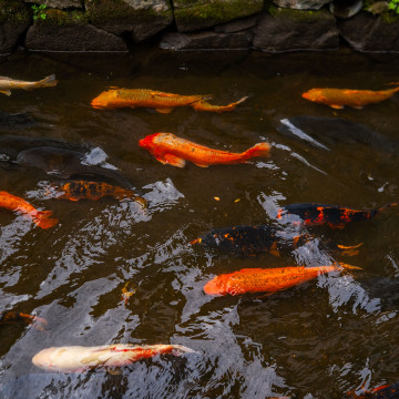 Koi Migration (Spring)