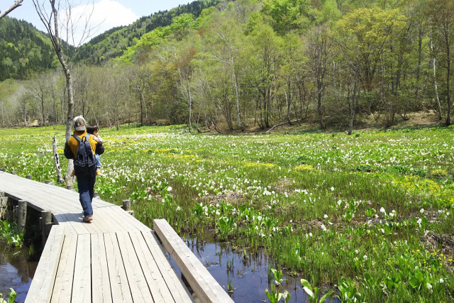 Ikegahara Wetland