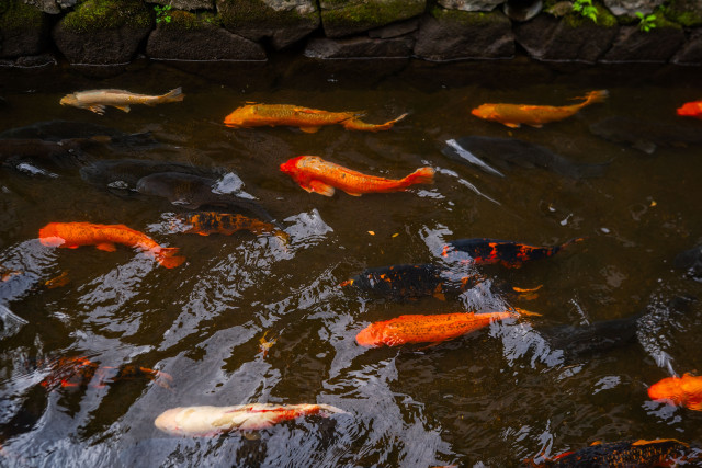 Koi Migration (Spring)