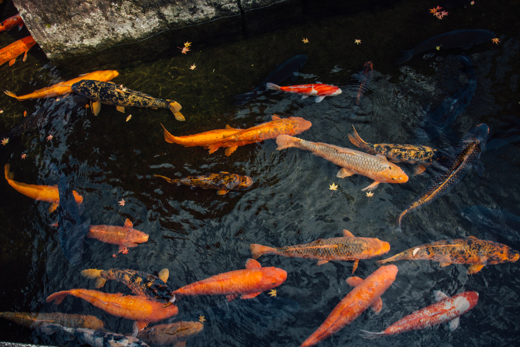 Moving of the Seto Canal Carp