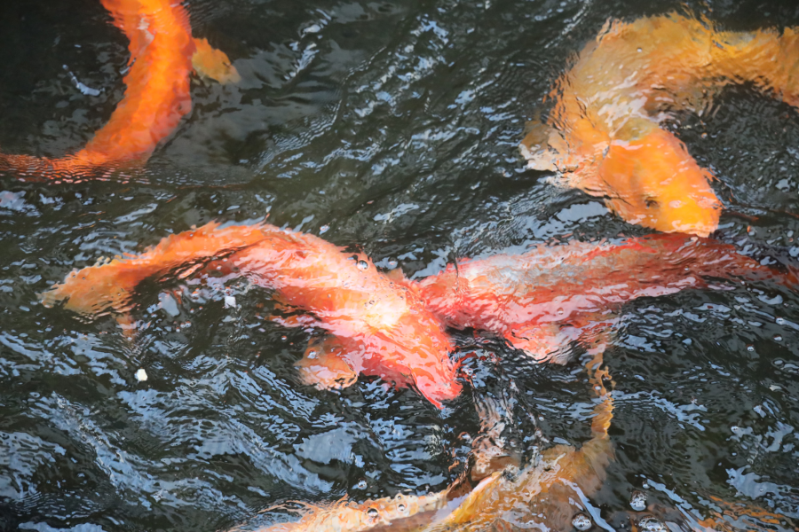 Moving of the Seto Canal Carp