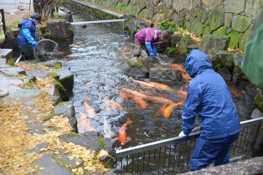 Moving of the Seto Canal Carp