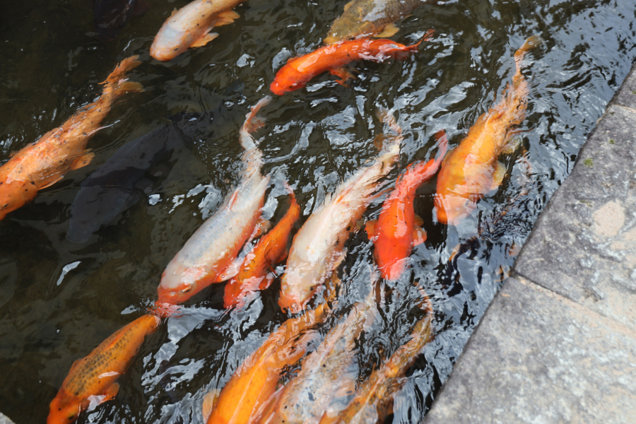 瀨戶川和鯉魚搬遷