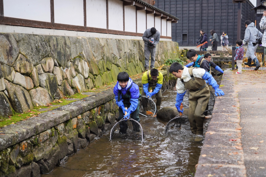 Moving of the Seto Canal Carp