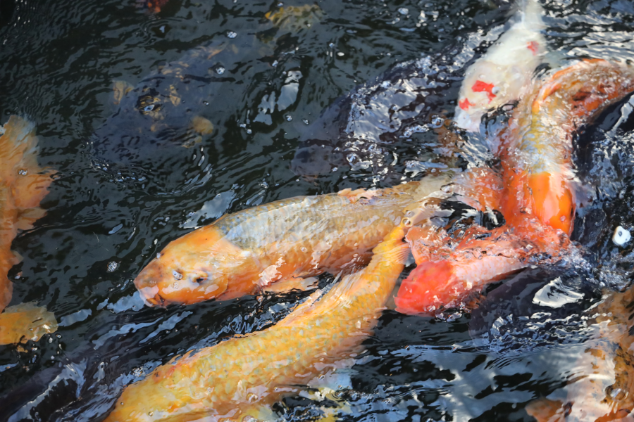 Moving of the Seto Canal Carp