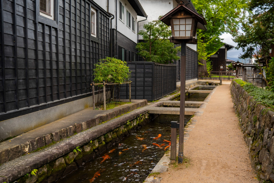 Koi Migration (Spring)