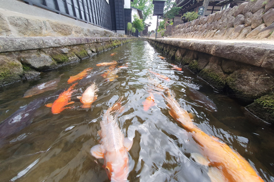 瀨戶川和鯉魚搬遷