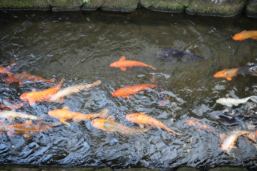 瀨戶川和鯉魚搬遷