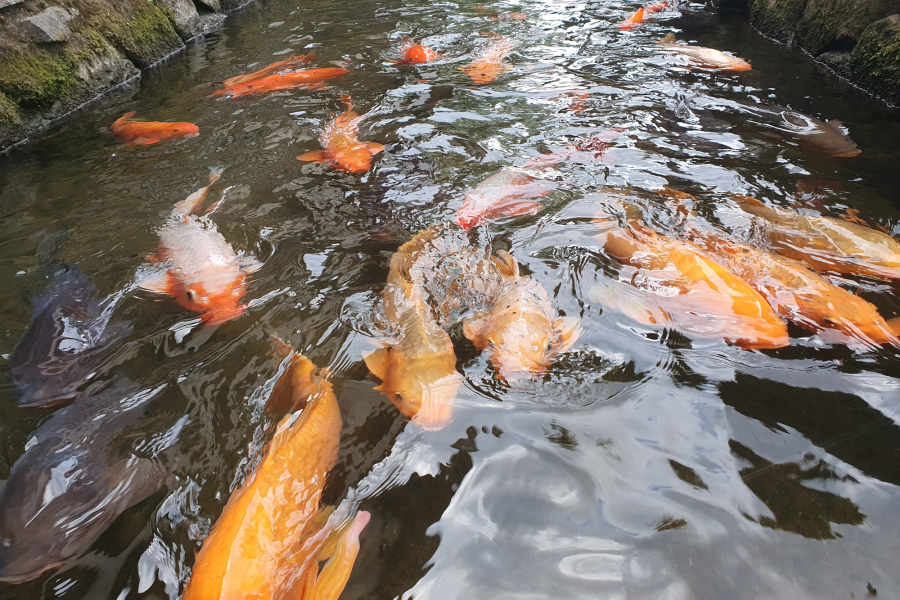 瀨戶川和鯉魚搬遷