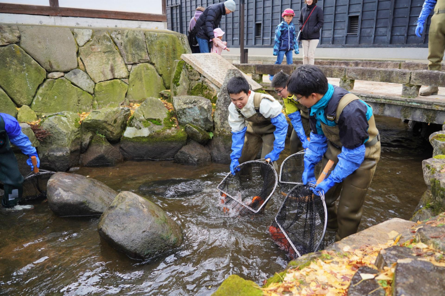 瀨戶川和鯉魚搬遷