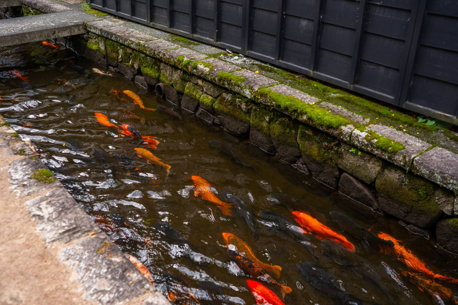 Koi Migration (Spring)
